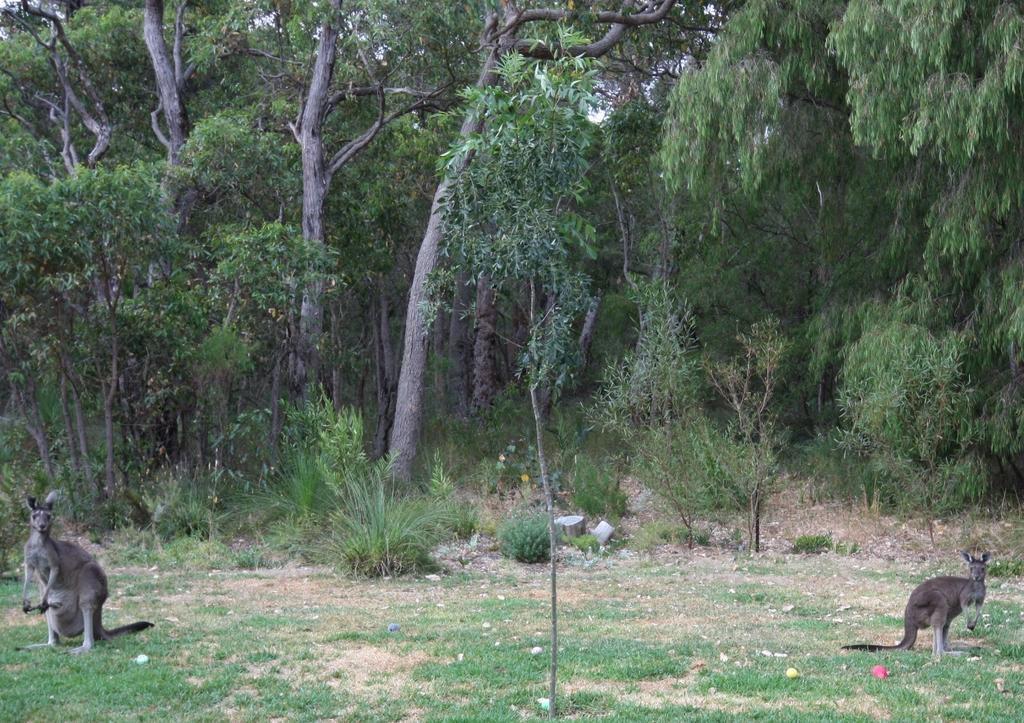 Margaret River Bed & Breakfast Bagian luar foto